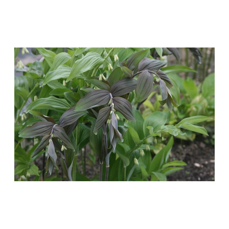 Polygonatum x hybridum Betberg - Kokoryczka