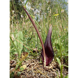 Biarum tenuifolium