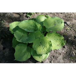 Hosta - Bamse Funkia