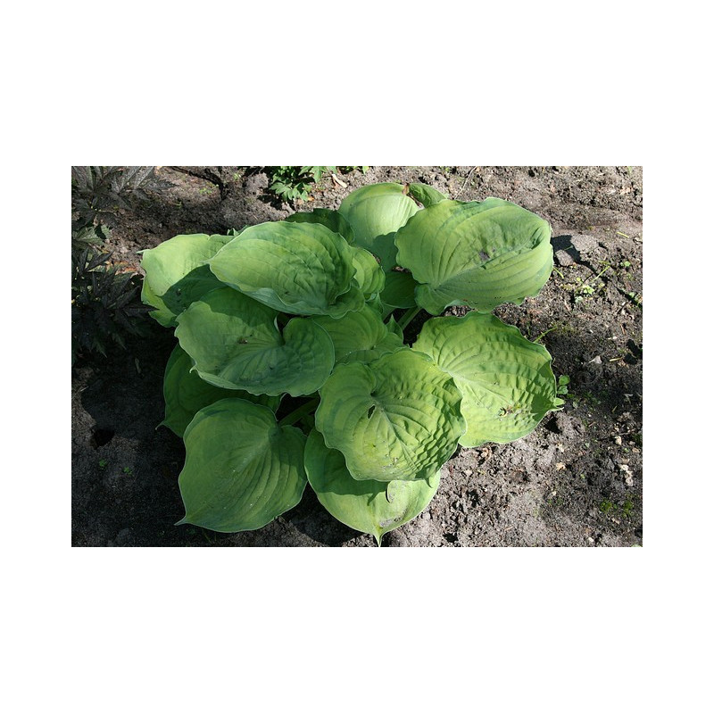 Hosta - Bamse Funkia