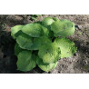 Hosta - Bamse Funkia