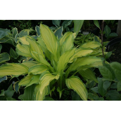 Hosta - Spritzer  Funkia