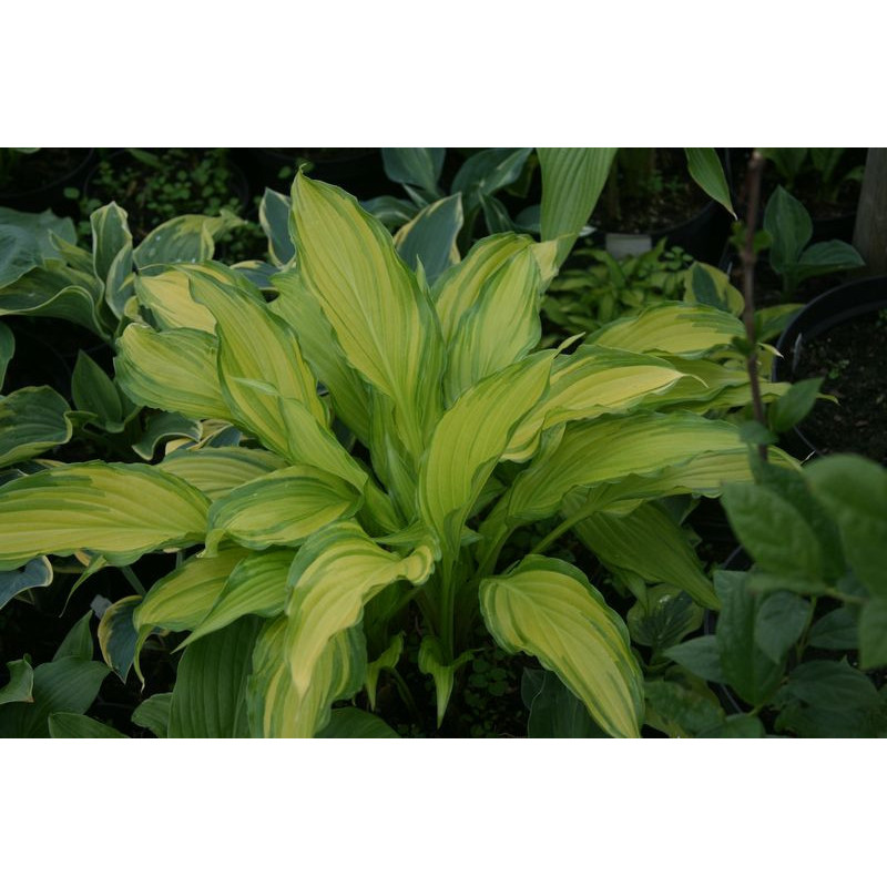 Hosta - Spritzer  Funkia