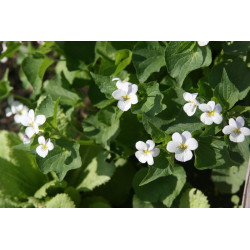 Viola canadensis Fiołek