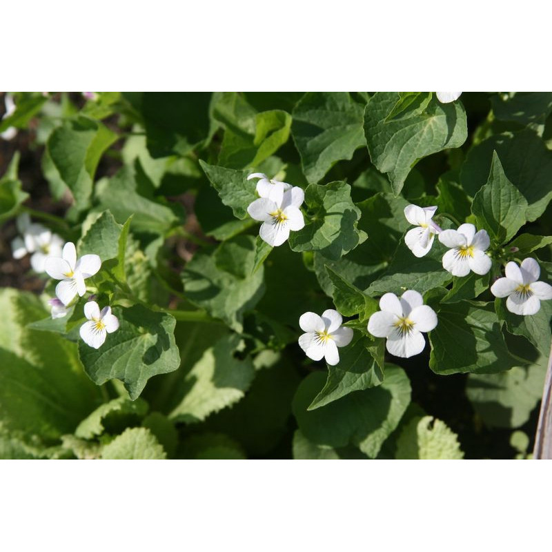 Viola canadensis Fiołek