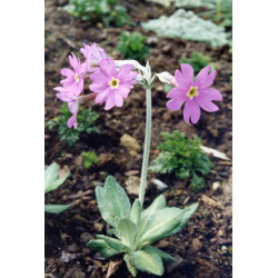 Primula halleri Pierwiosnek Hallera