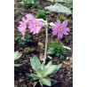Primula halleri Pierwiosnek Hallera