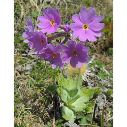 Primula halleri Pierwiosnek Hallera
