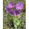 Primula halleri Pierwiosnek Hallera