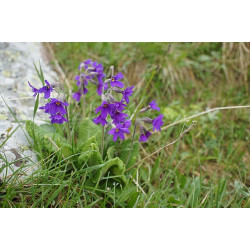 Primula amoena Pierwiosnek