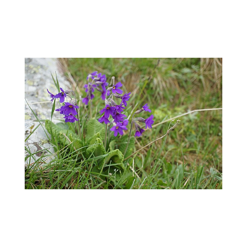 Primula amoena Pierwiosnek