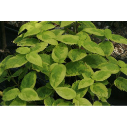 Leucosceptrum stellipilum - October Moon