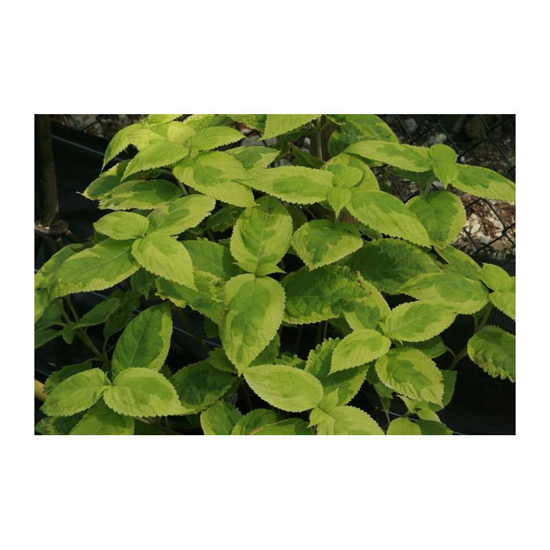 Leucosceptrum stellipilum - October Moon