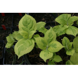 Leucosceptrum stellipilum - October Moon