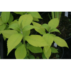 Leucosceptrum stellipilum - Golden Angel