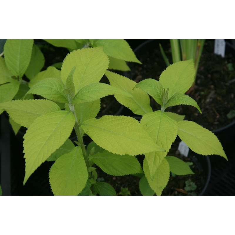 Leucosceptrum stellipilum - Golden Angel