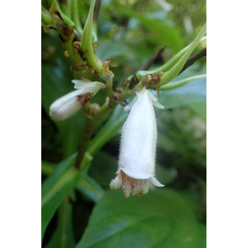 Hemiboea subcapitata