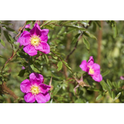 Rosa nitida Róża lśniąca (błyszcząca)