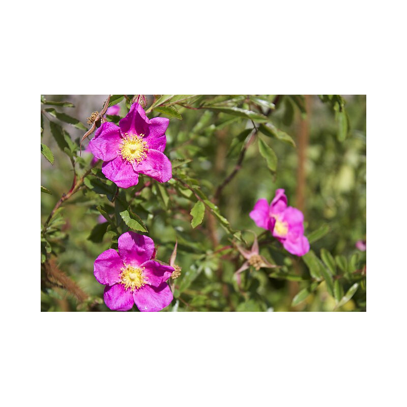 Rosa nitida Róża lśniąca (błyszcząca)