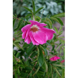 Rosa nitida Róża lśniąca (błyszcząca)