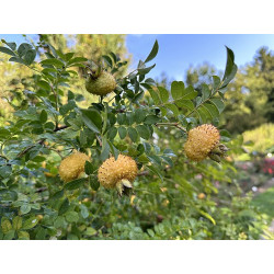 Rosa roxburghii Róża kasztanowa