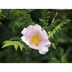 Rosa roxburghii Róża kasztanowa