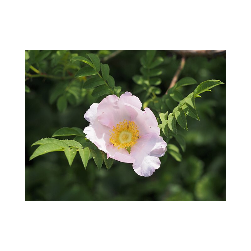 Rosa roxburghii Róża kasztanowa