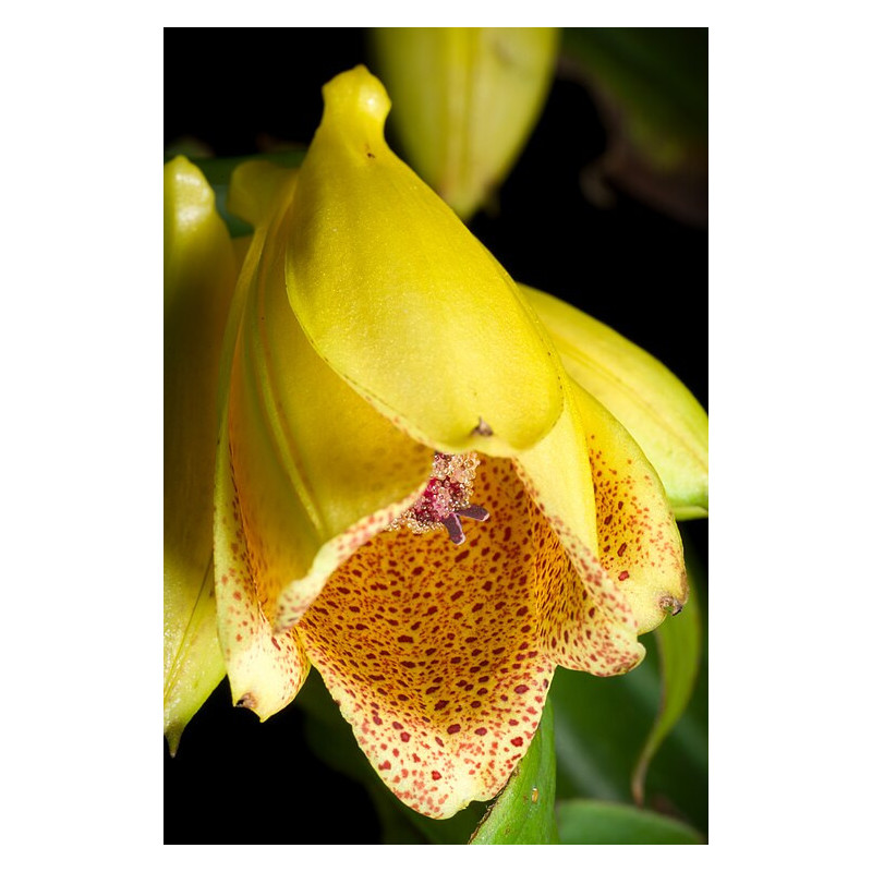 Tricyrtis ishiiana - Trójsklepka