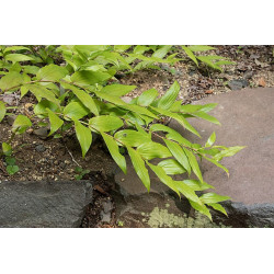 Tricyrtis ishiiana - Trójsklepka