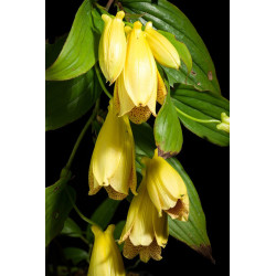 Tricyrtis macrantha - Trójsklepka