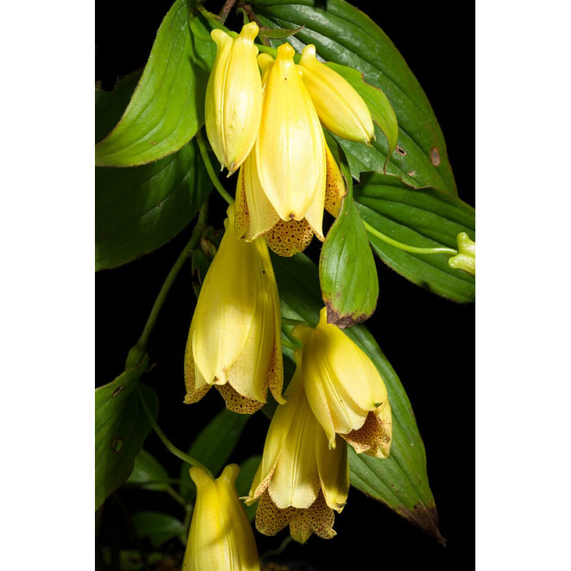 Tricyrtis macrantha - Trójsklepka