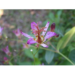 Tricyrtis - Taipei Silk Trójsklepka