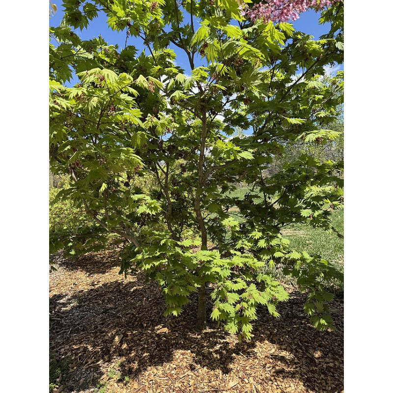 Acer shirasawanum Klon Shirasawy