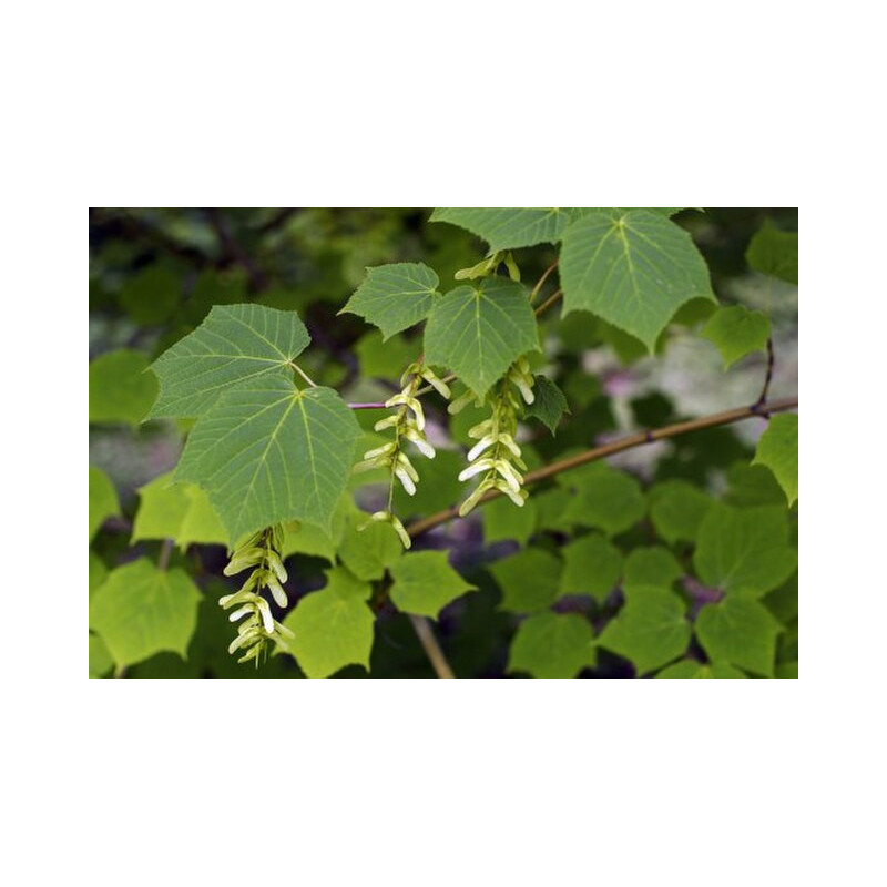 Acer grosserii var. hersii Klon Grossera