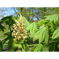 Aesculus flava Kasztanowiec żółty