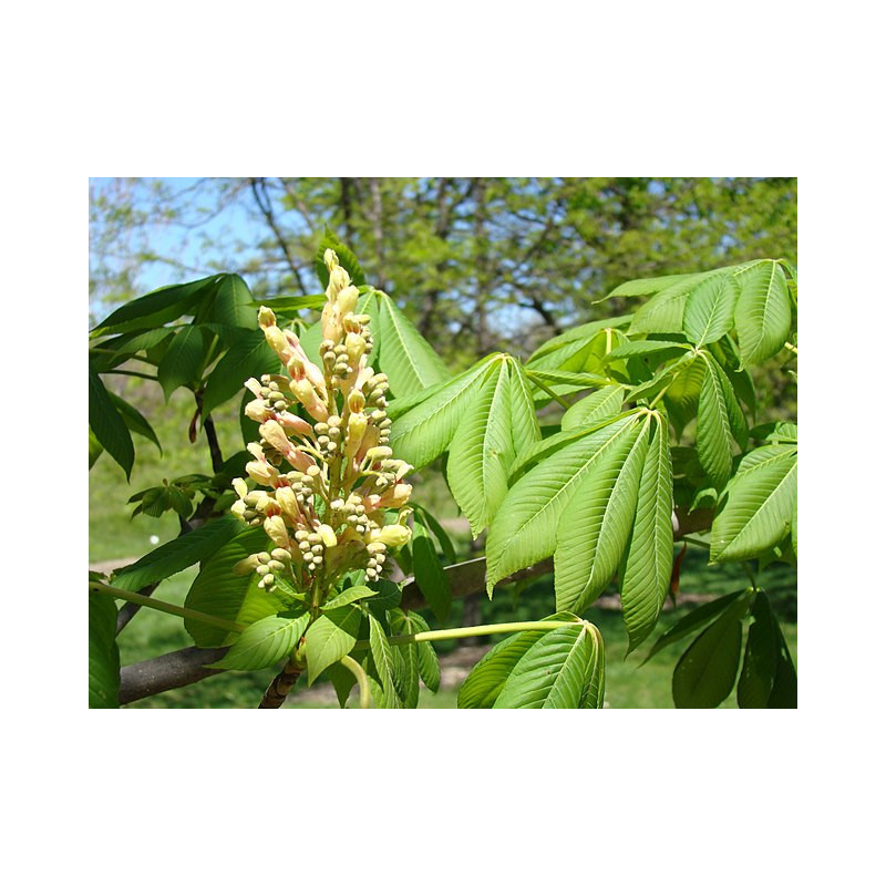 Aesculus flava Kasztanowiec żółty