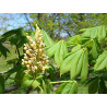 Aesculus flava Kasztanowiec żółty