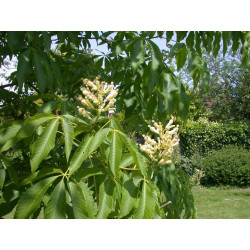 Aesculus flava Kasztanowiec żółty