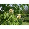 Aesculus flava Kasztanowiec żółty