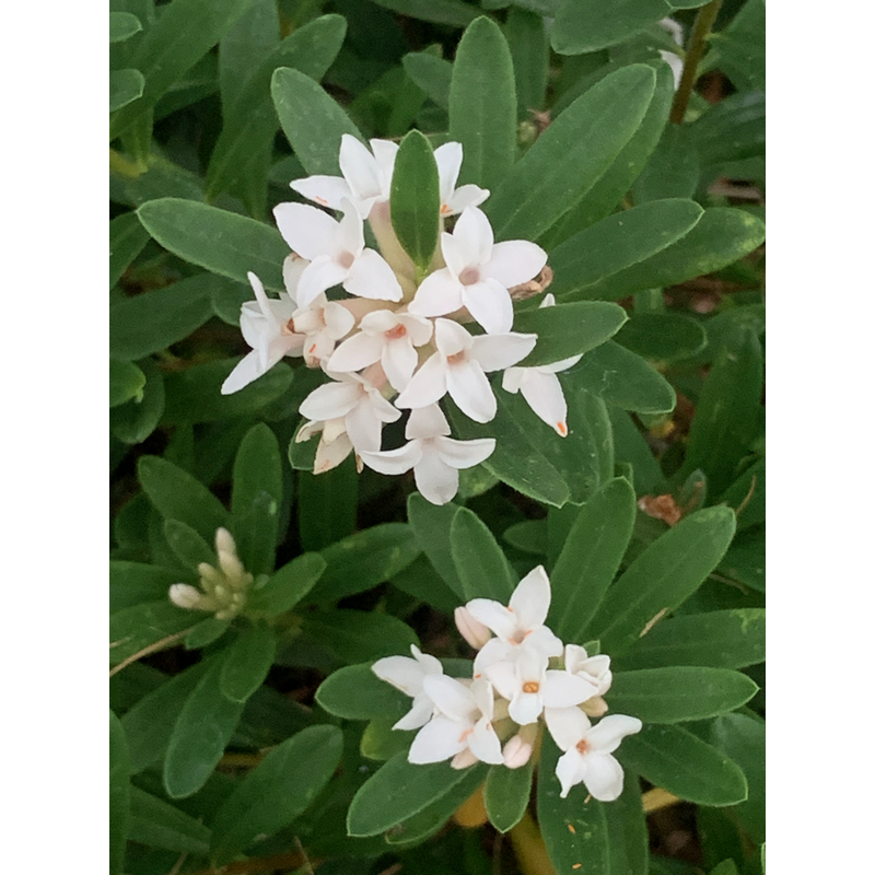 Daphne x transatlantica - Eternal Fragrance, Wawrzynek