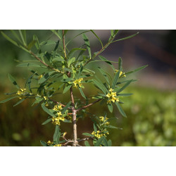 Daphne giraldii, Wawrzynek