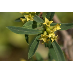 Daphne giraldii, Wawrzynek