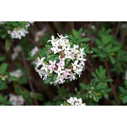 Daphne x burkwoodii - Carol Mackie, Wawrzynek