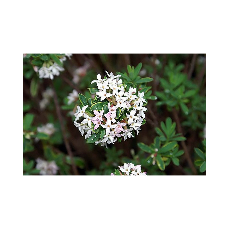 Daphne x burkwoodii - Carol Mackie, Wawrzynek