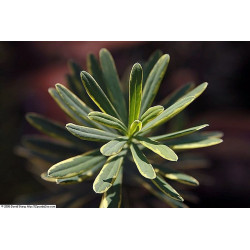 Daphne x burkwoodii - Carol Mackie, Wawrzynek