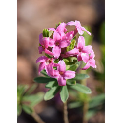 Daphne cneorum var. arbuscula, Wawrzynek