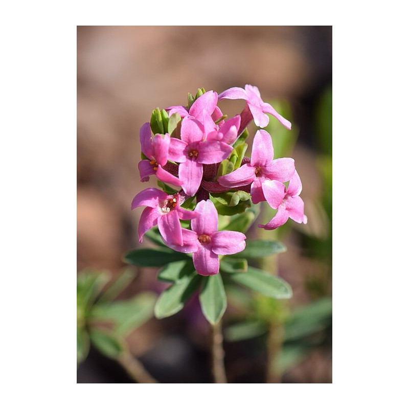 Daphne cneorum var. arbuscula, Wawrzynek