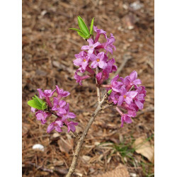 Daphne mezereum Wawrzynek