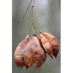 Stapylea trifolia Kłokoczka trójlistna