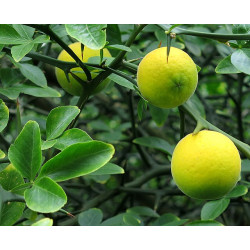 Poncirus trifoliata Poncyria trójlistkowa